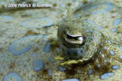 Peacock flounder eye, macro. These guys were abundant and... by Patrick Reardon 
